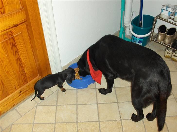 Labrador retriever Dixi - Vi deler gerne maden! billede 8