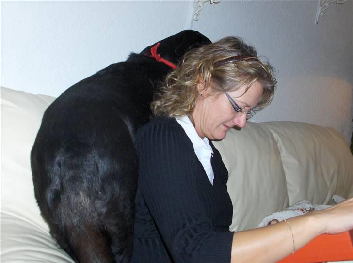 Labrador retriever Dixi - Skødehunden Dixi! billede 9