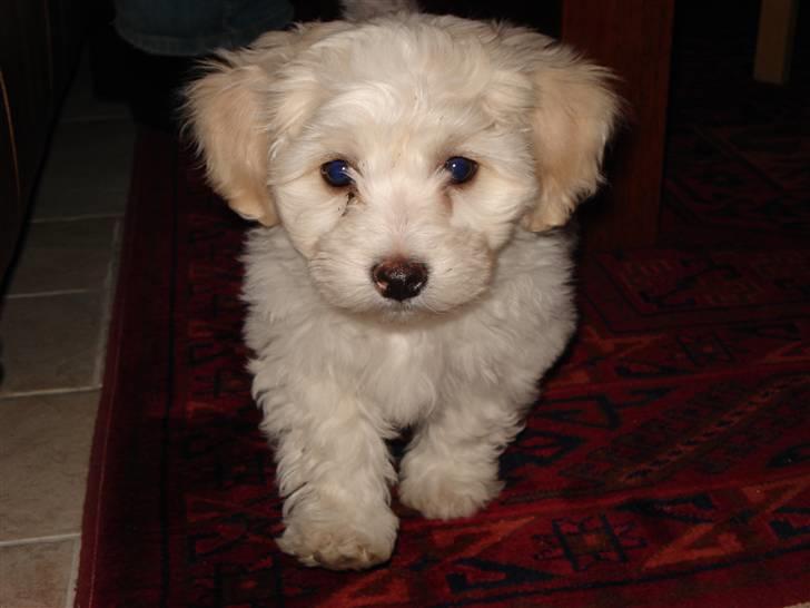 Blanding af racer FREJA billede 6