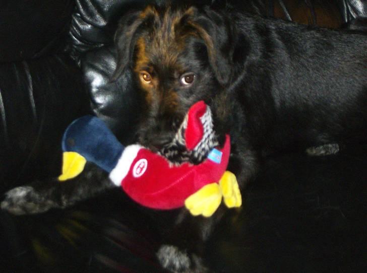 Blanding af racer Laika 18/7 - uh den dejlige rapand billede 13