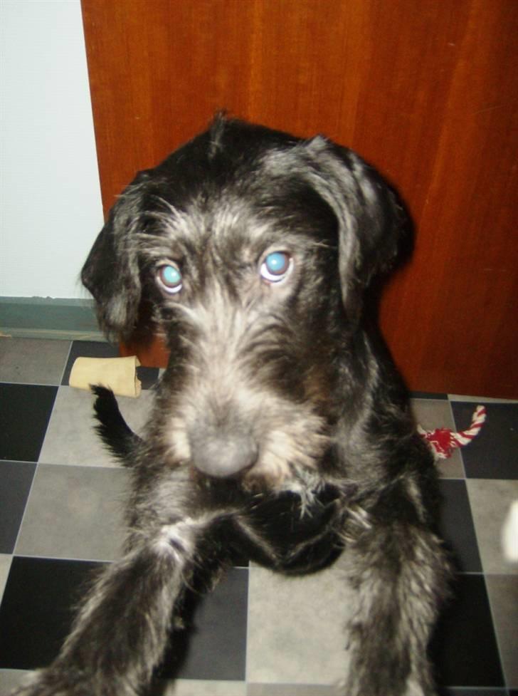 Blanding af racer Laika 18/7 - jooow jeg er lækker*17/1* billede 14