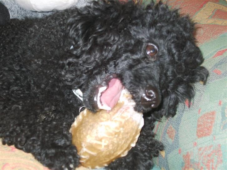 Dværgpuddel Ricco billede 4