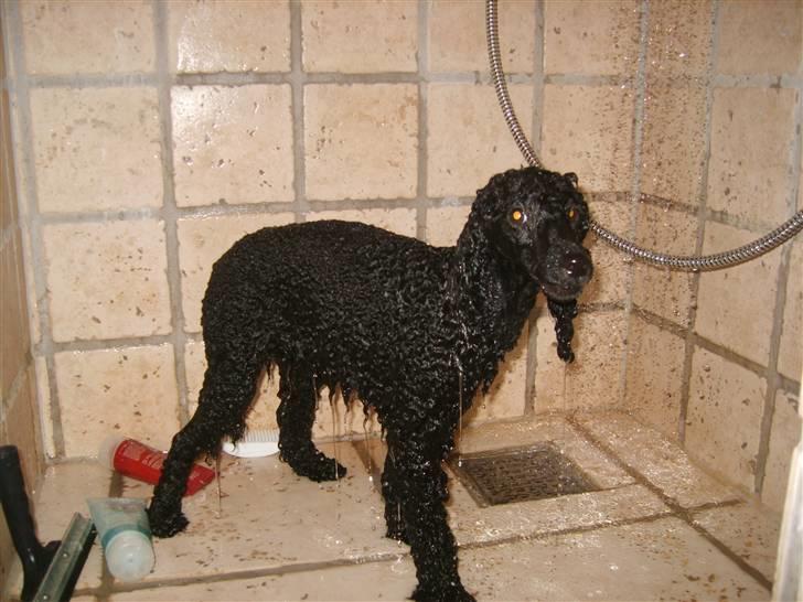 Dværgpuddel Ricco - Øv er vi ikke snart færdige? billede 5