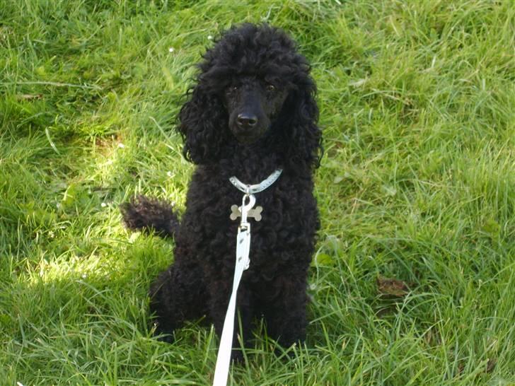 Dværgpuddel Ricco billede 6