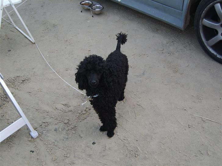 Dværgpuddel Ricco billede 7