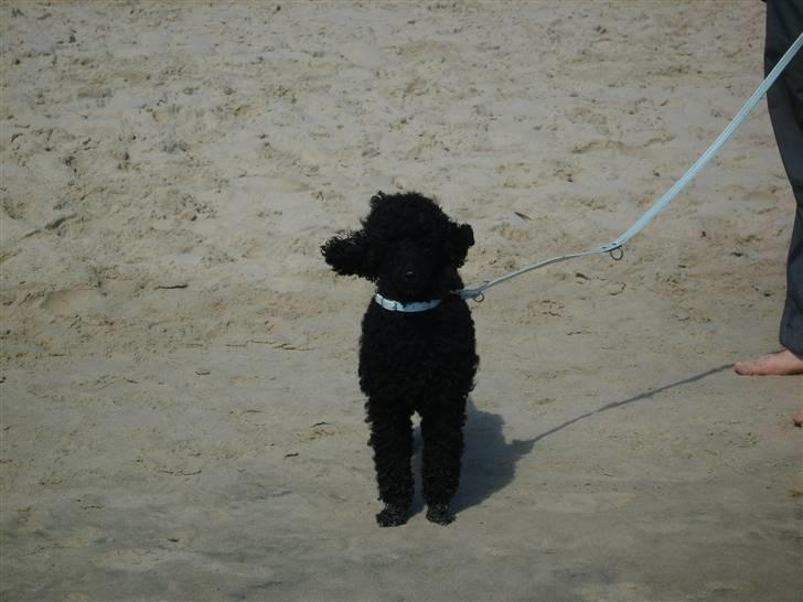 Dværgpuddel Ricco billede 8