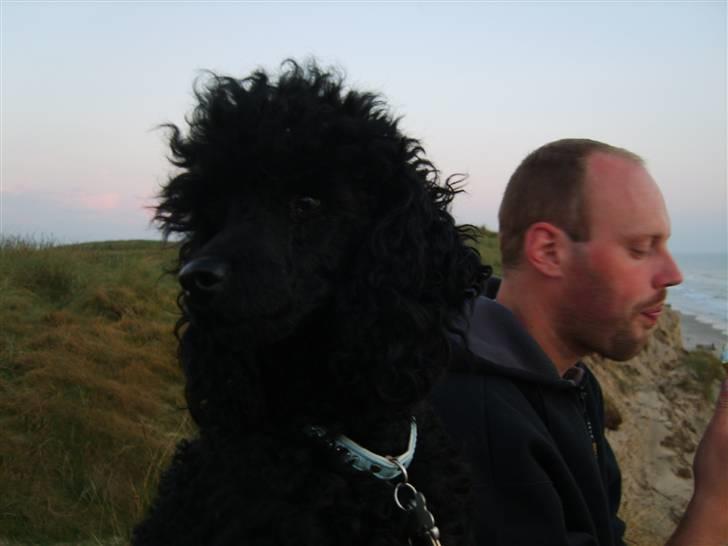 Dværgpuddel Ricco billede 9