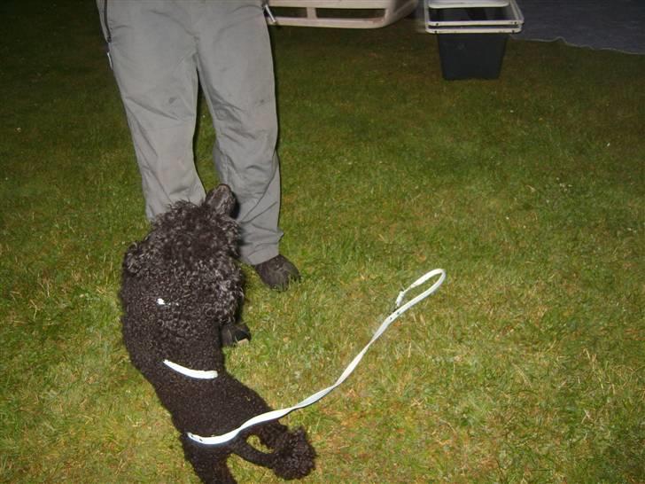 Dværgpuddel Ricco billede 10