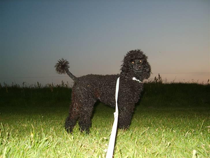 Dværgpuddel Ricco billede 11