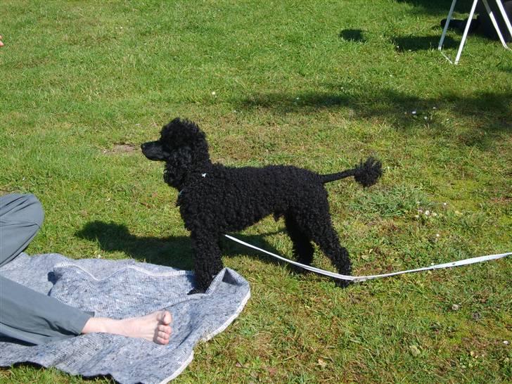 Dværgpuddel Ricco billede 12