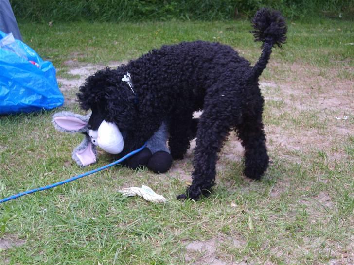 Dværgpuddel Ricco billede 13