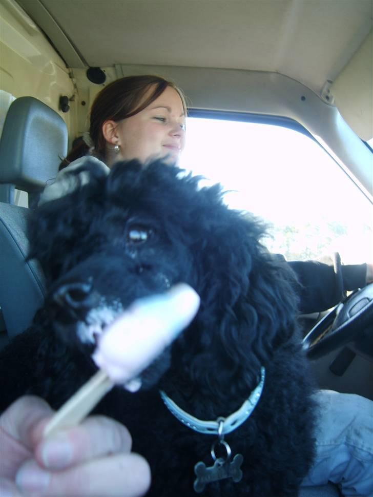 Dværgpuddel Ricco billede 14