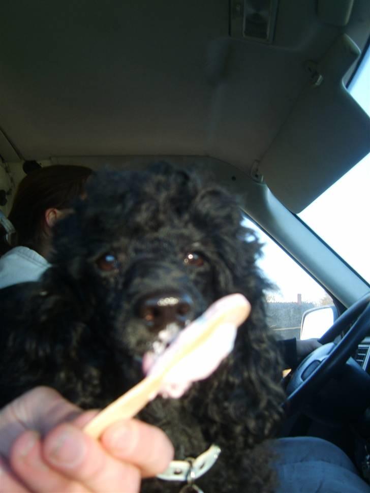 Dværgpuddel Ricco billede 15