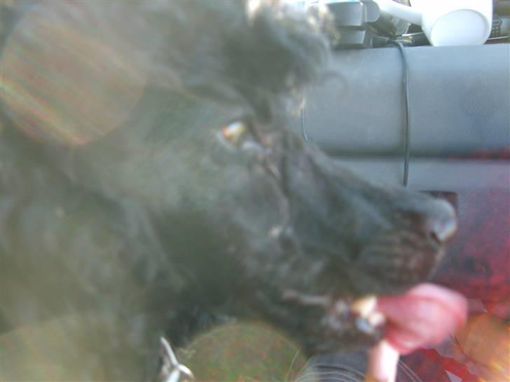 Dværgpuddel Ricco billede 16