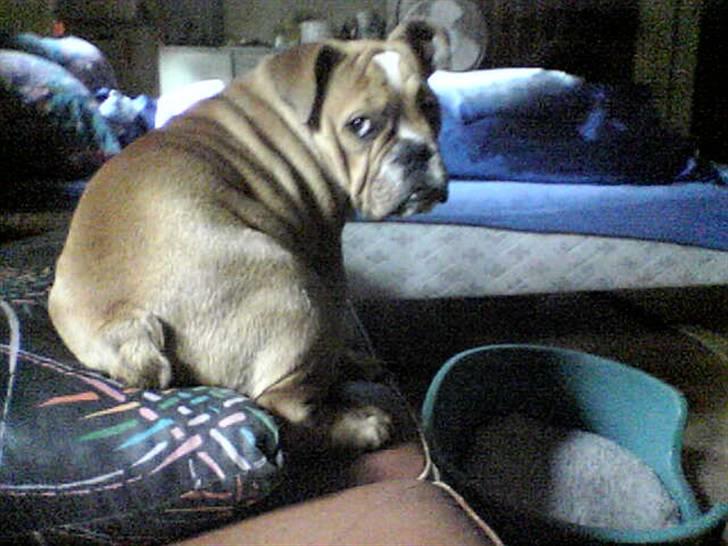 Engelsk bulldog tyson billede 20