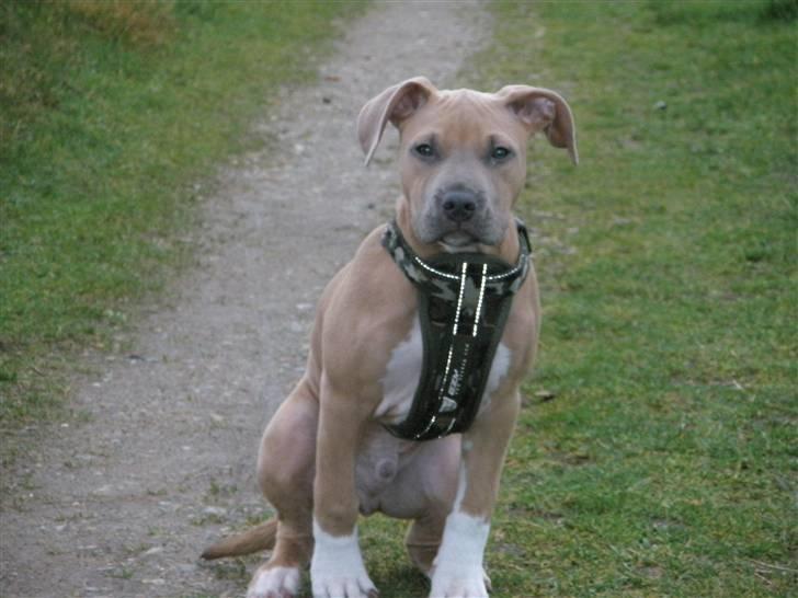 Amerikansk staffordshire terrier TYSON aka **banditten** - se dybt i mine øjne, ind i min sjæl og du ved jeg vil dø for dig ! billede 1
