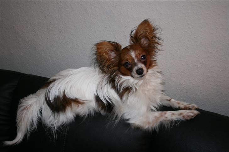 Papillon Felix 2007 - Er jeg ikke bare dejlig billede 1
