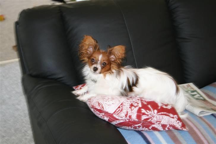 Papillon Felix 2007 billede 2