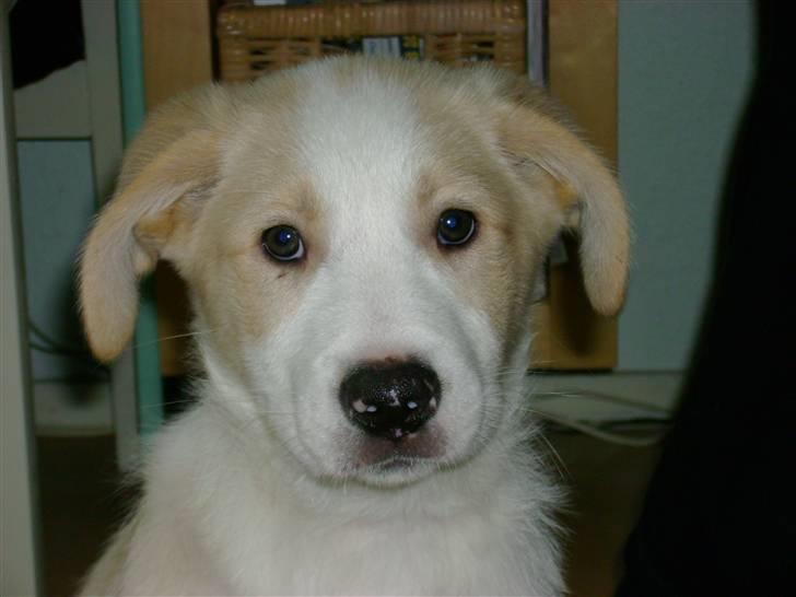 Blanding af racer Balto ...... billede 1