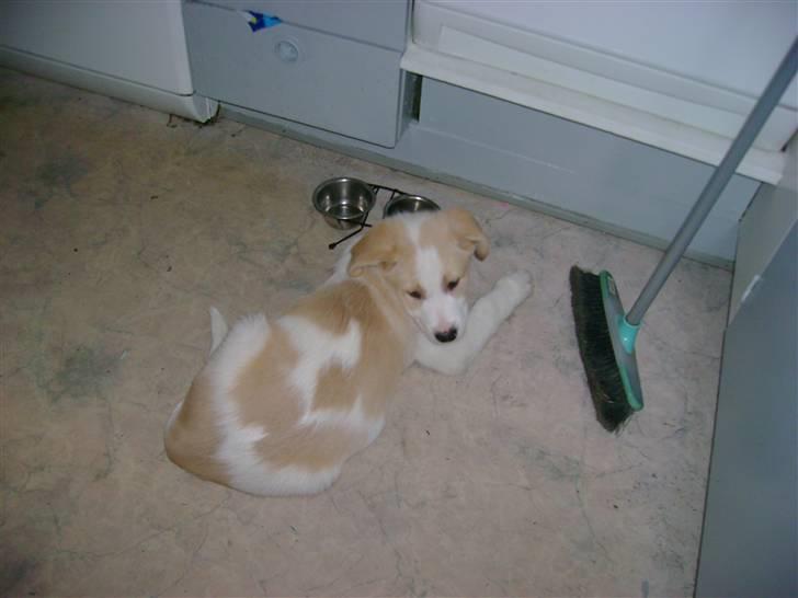 Blanding af racer Balto ...... billede 2