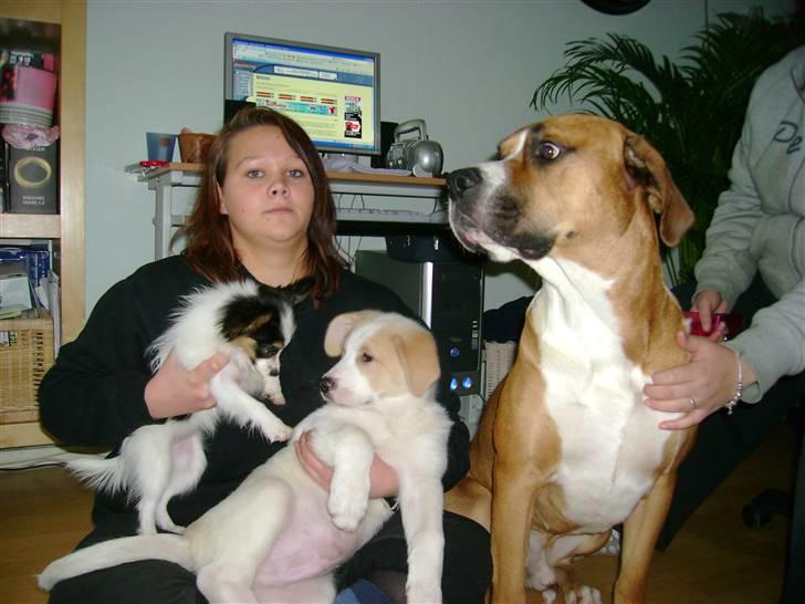 Blanding af racer Balto ...... billede 3