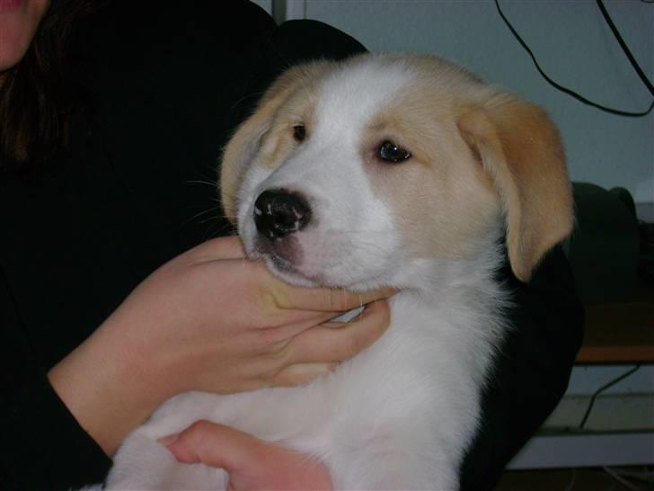 Blanding af racer Balto ...... billede 4