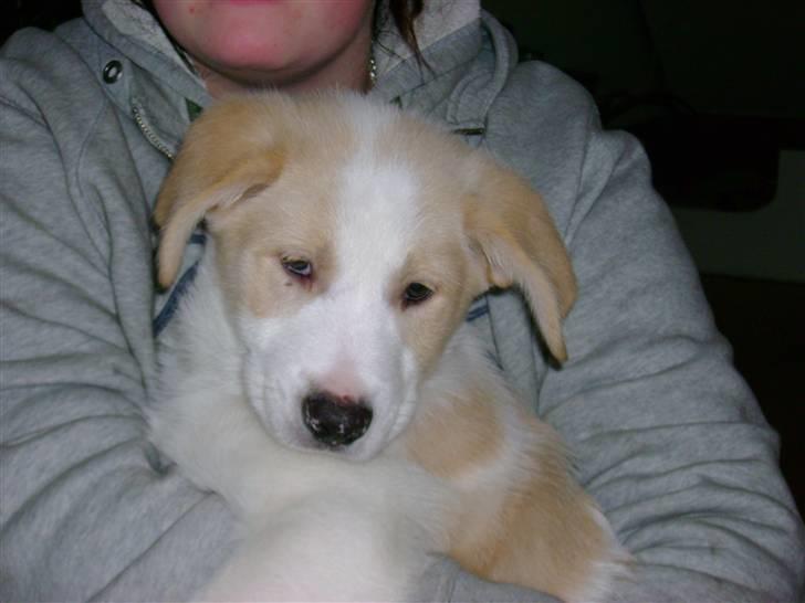 Blanding af racer Balto ...... billede 5