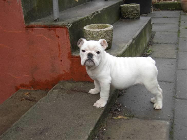 Engelsk bulldog Nala R.i.p D 22/7-2017 - Her er Nala ved vore trappe til kælderen billede 1