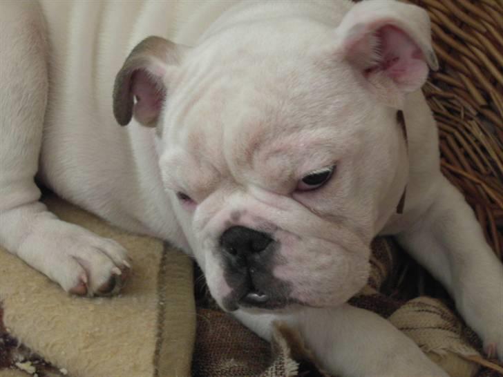 Engelsk bulldog Nala R.i.p D 22/7-2017 - Så er det tid til en lur billede 2