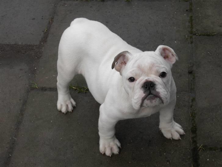 Engelsk bulldog Nala R.i.p D 22/7-2017 - ER en tur i gården billede 3