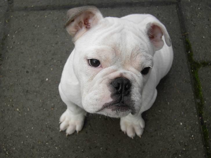 Engelsk bulldog Nala R.i.p D 22/7-2017 - jeg sidder og kigger billede 4