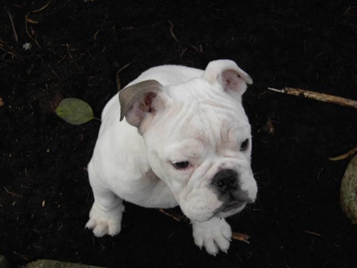 Engelsk bulldog Nala R.i.p D 22/7-2017 - ups her må jeg ikke være billede 5