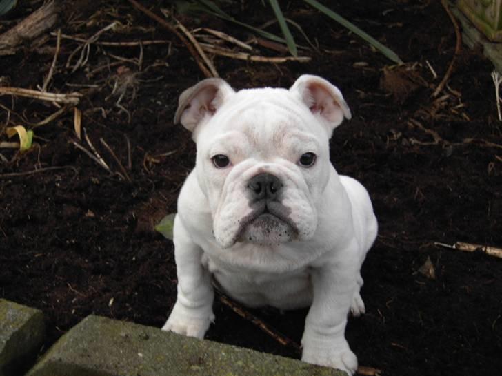 Engelsk bulldog Nala R.i.p D 22/7-2017 - sidder i blomsterbedet det må jeg ikke billede 6