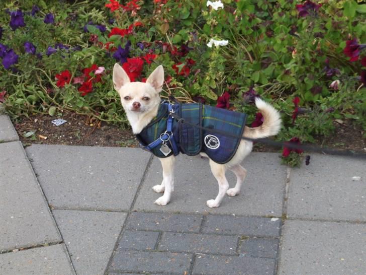 Chihuahua Riki - Mor jeg vil altså denne vej...  billede 10