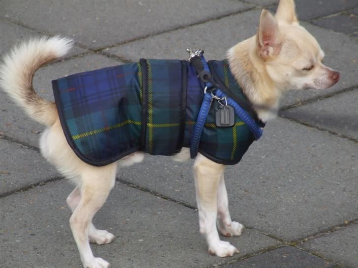 Chihuahua Riki - gider ikke luftetur, - lader bare som om jeg sover, nå !!! billede 11