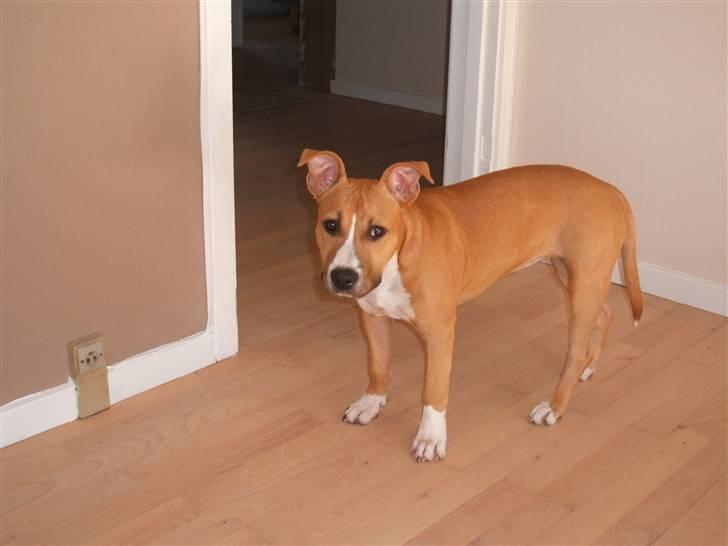 Amerikansk staffordshire terrier jessie billede 5