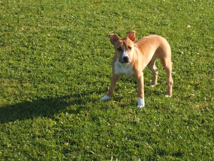 Amerikansk staffordshire terrier jessie billede 6