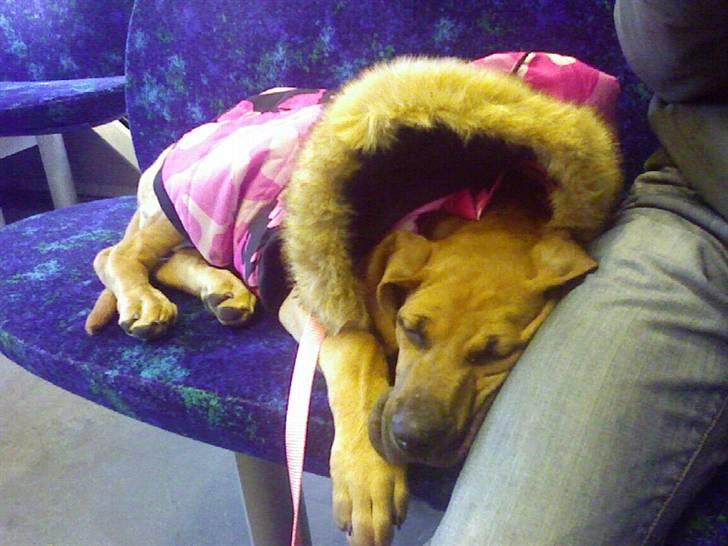 Blanding af racer Luna.. billede 2