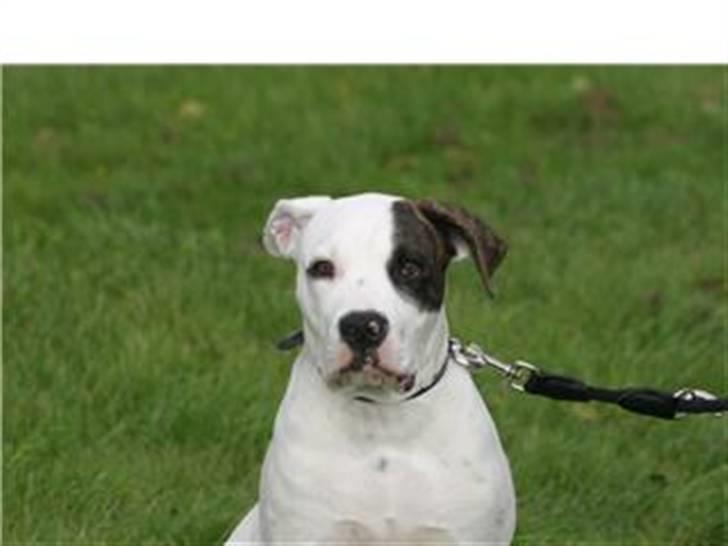 Amerikansk bulldog Sheila - Taget i august ´07 billede 1