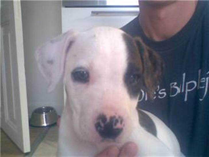 Amerikansk bulldog Sheila - Da jeg fik hende .. ;-) billede 2