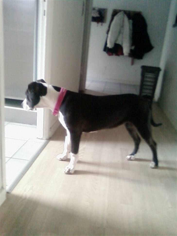 Amerikansk staffordshire terrier Versatus Chanel billede 13