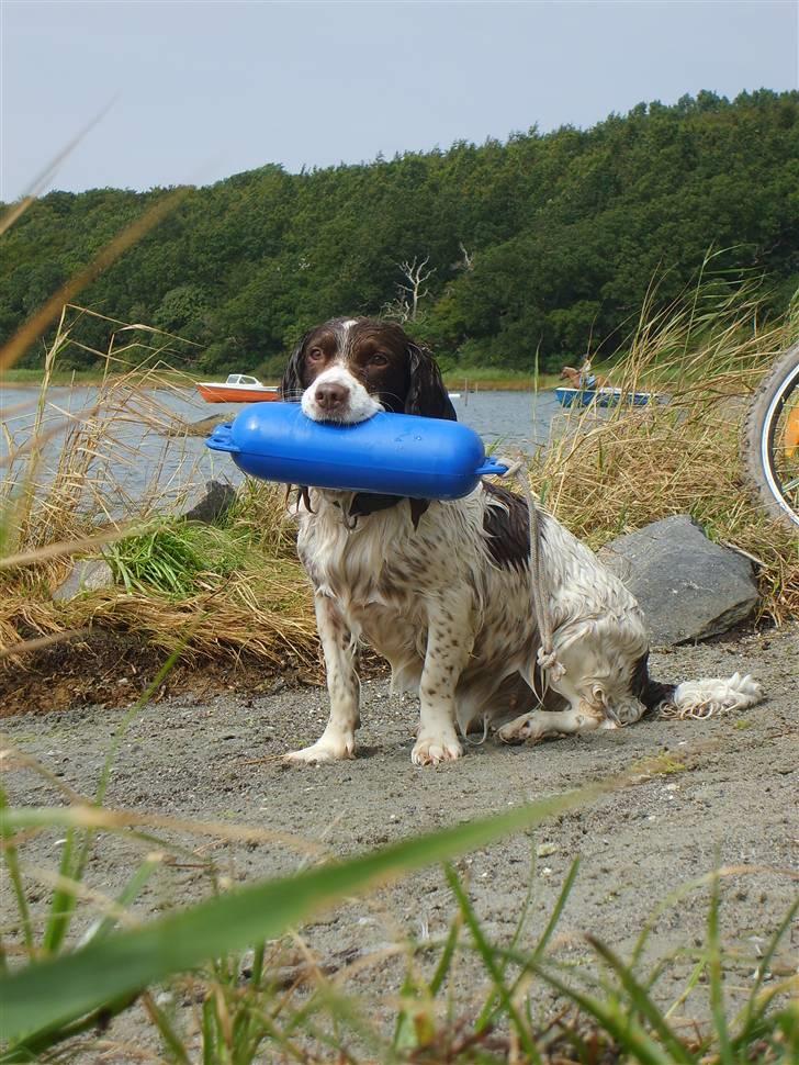Field Trial spaniel klintegårdens Joy billede 1