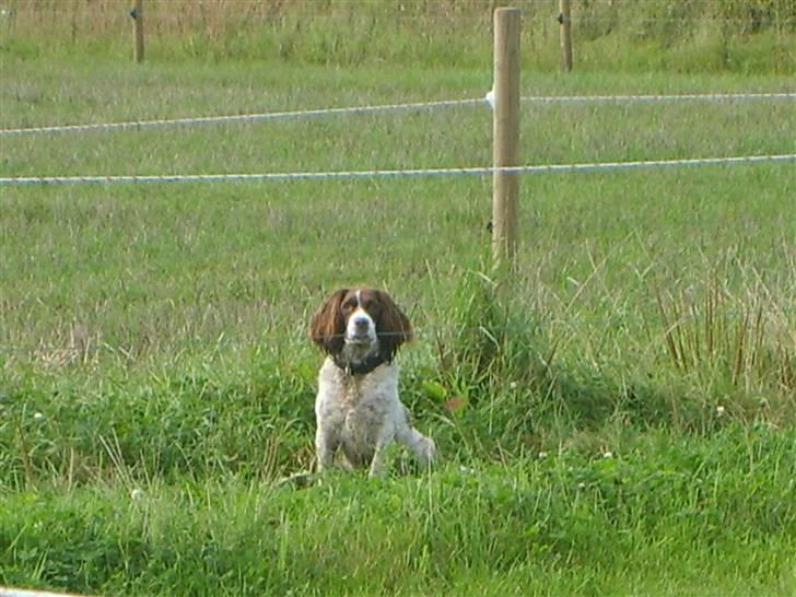 Field Trial spaniel klintegårdens Joy billede 2