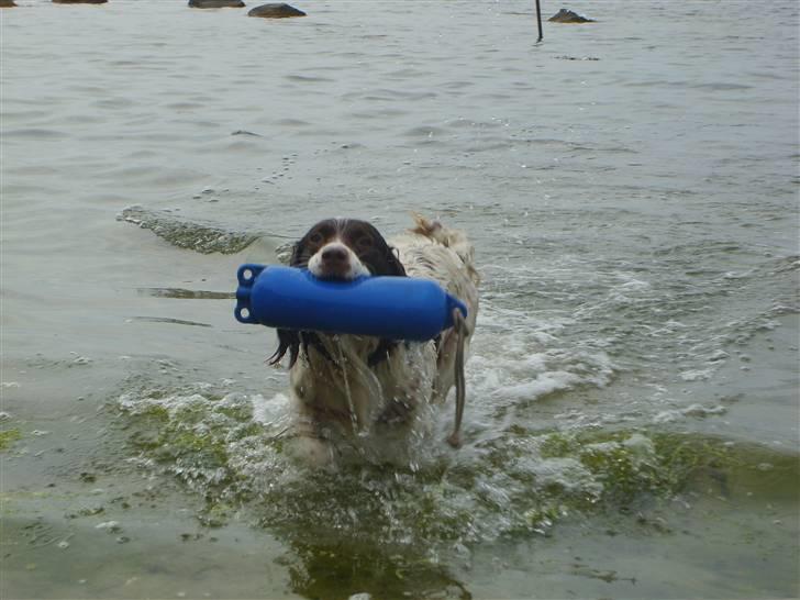 Field Trial spaniel klintegårdens Joy billede 3