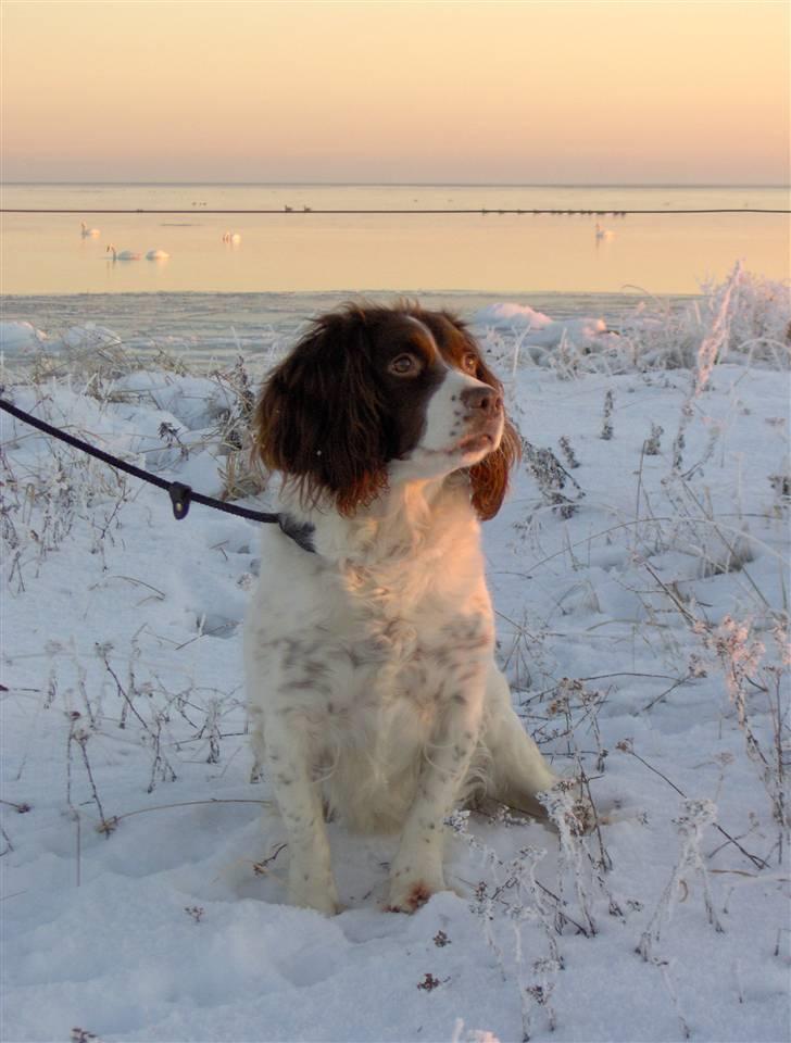 Field Trial spaniel klintegårdens Joy billede 4