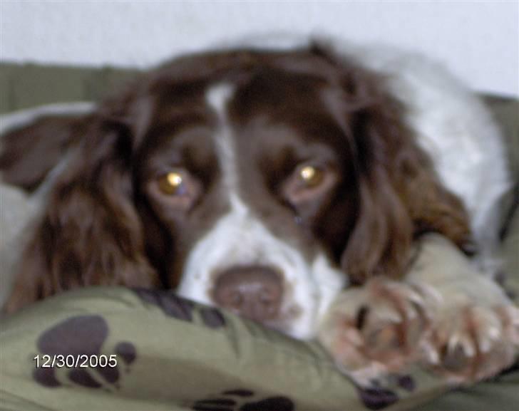 Field Trial spaniel klintegårdens Joy billede 5