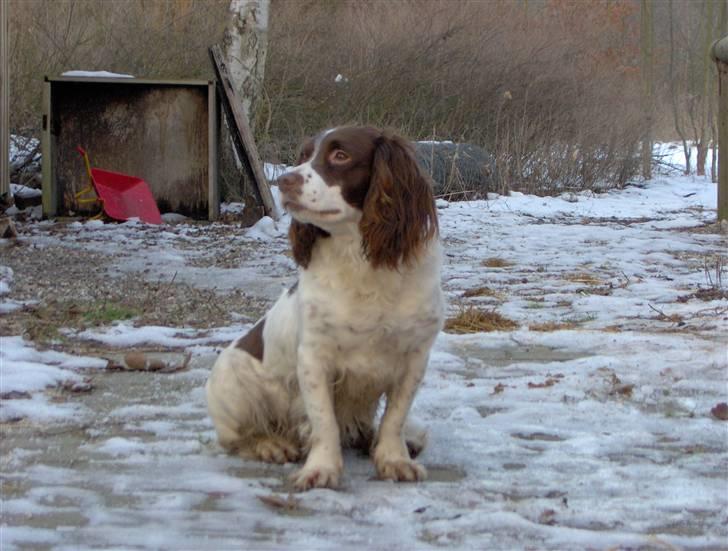 Field Trial spaniel klintegårdens Joy billede 6