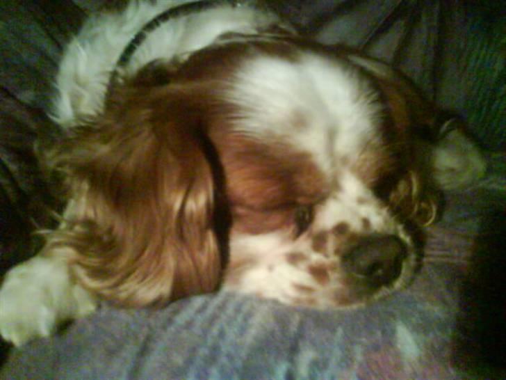 Cavalier king charles spaniel Sofus billede 5