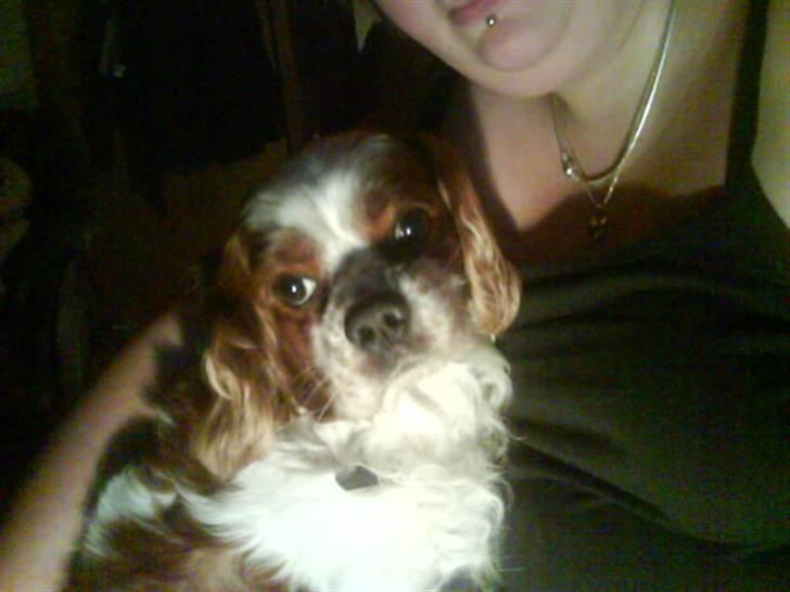 Cavalier king charles spaniel Sofus billede 6