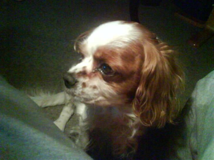 Cavalier king charles spaniel Sofus billede 7